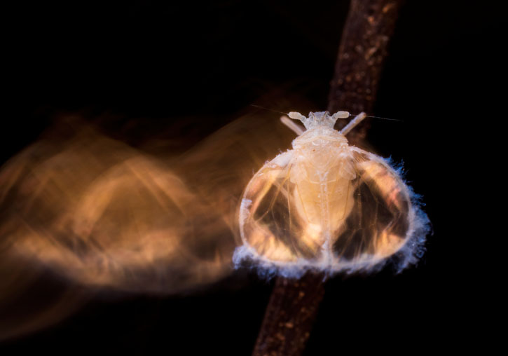 Fotografía premiada por la British Ecological Society en la que se muestra un macho de <i>Valenciolenda fadaforesta</i>.